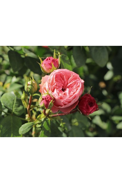 Бутони та розкриті квіти троянди Playful Rokoko в саду